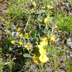 Hibbertia obtusifolia at Jacka, ACT - 18 Oct 2020 01:36 PM