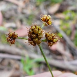 Luzula flaccida at Jacka, ACT - 18 Oct 2020