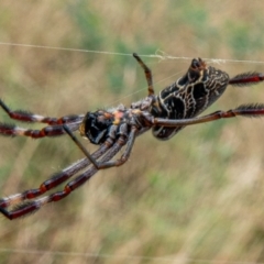 Trichonephila edulis (Golden orb weaver) at Mount Majura - 18 Feb 2021 by sbittinger