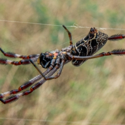 Trichonephila edulis (Golden orb weaver) at Mount Majura - 18 Feb 2021 by sbittinger