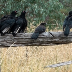 Corcorax melanorhamphos (White-winged Chough) at Hackett, ACT - 19 Feb 2021 by sbittinger