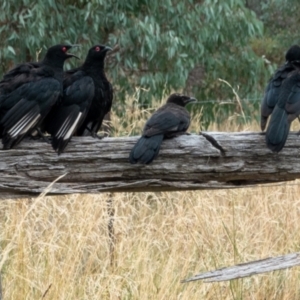 Corcorax melanorhamphos at Hackett, ACT - 19 Feb 2021 11:57 AM