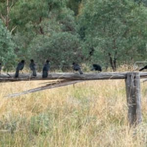 Corcorax melanorhamphos at Hackett, ACT - 19 Feb 2021 11:57 AM