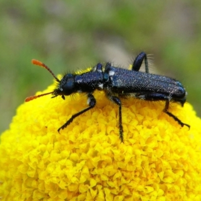Eleale simplex (Clerid beetle) at Jacka, ACT - 18 Oct 2020 by HarveyPerkins