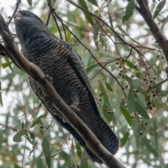 Callocephalon fimbriatum (Gang-gang Cockatoo) at Watson, ACT - 17 Feb 2021 by sbittinger