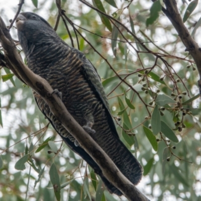 Callocephalon fimbriatum (Gang-gang Cockatoo) at Watson, ACT - 17 Feb 2021 by sbittinger