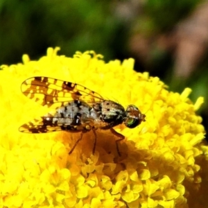 Tephritidae sp. (family) at Jacka, ACT - 18 Oct 2020