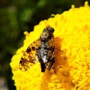 Tephritidae sp. (family) at Jacka, ACT - 18 Oct 2020