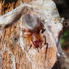 Clubiona sp. (genus) (Unidentified Stout Sac Spider) at Jacka, ACT - 18 Oct 2020 by HarveyPerkins