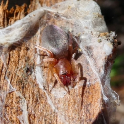 Clubiona sp. (genus) (Unidentified Stout Sac Spider) at Jacka, ACT - 18 Oct 2020 by HarveyPerkins
