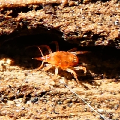 Bdellidae sp. (family) (Unidentified Snout Mite) at Jacka, ACT - 18 Oct 2020 by HarveyPerkins
