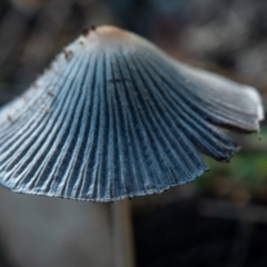 Coprinellus etc. (An Inkcap) at Downer, ACT - 6 Feb 2021 by sbittinger
