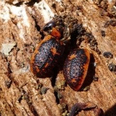 Trachymela sp. (genus) (Brown button beetle) at Forde, ACT - 18 Oct 2020 by HarveyPerkins