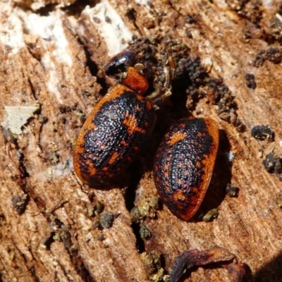 Trachymela sp. (genus) (Brown button beetle) at Forde, ACT - 18 Oct 2020 by HarveyPerkins