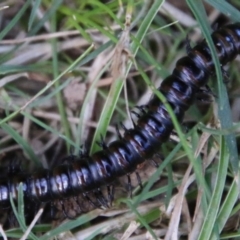 Diplopoda (class) (Unidentified millipede) at Mongarlowe, NSW - 19 Feb 2021 by LisaH