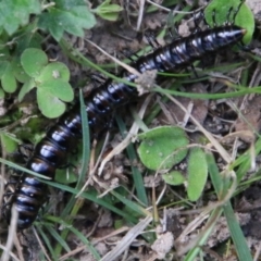 Diplopoda (class) at Mongarlowe, NSW - suppressed