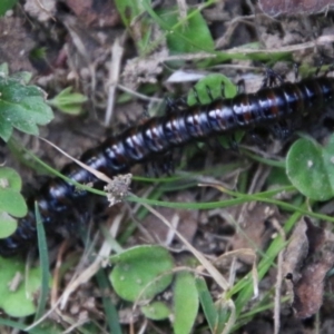 Diplopoda (class) at Mongarlowe, NSW - suppressed