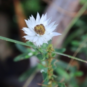 Helichrysum leucopsideum at Mongarlowe, NSW - 19 Feb 2021