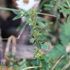 Helichrysum leucopsideum at Mongarlowe, NSW - suppressed