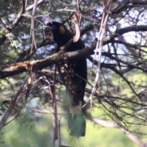 Zanda funerea at Mongarlowe, NSW - 19 Feb 2021