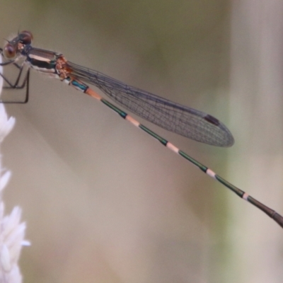 Austrolestes leda (Wandering Ringtail) at Mongarlowe, NSW - 19 Feb 2021 by LisaH