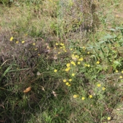 Coronidium gunnianum at Mongarlowe, NSW - 19 Feb 2021