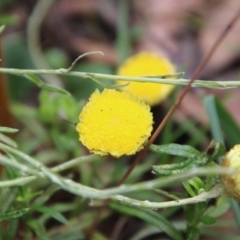 Coronidium gunnianum at Mongarlowe, NSW - 19 Feb 2021