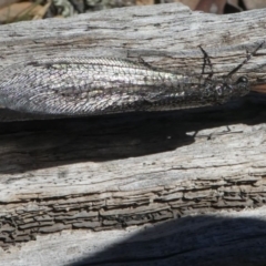 Glenoleon sp. (genus) at Forde, ACT - 14 Feb 2021 by HarveyPerkins