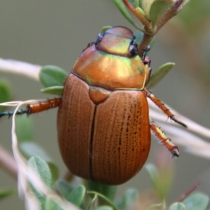 Anoplognathus sp. (genus) at Mongarlowe, NSW - 19 Feb 2021