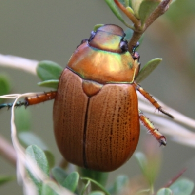 Anoplognathus sp. (genus) (Unidentified Christmas beetle) at Mongarlowe River - 19 Feb 2021 by LisaH
