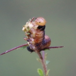 Lepidoptera unclassified IMMATURE moth at Mongarlowe, NSW - 19 Feb 2021