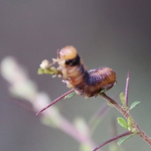 Lepidoptera unclassified IMMATURE moth at Mongarlowe, NSW - 19 Feb 2021