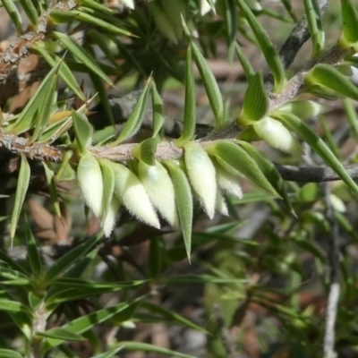 Melichrus urceolatus (Urn Heath) at Forde, ACT - 14 Feb 2021 by HarveyPerkins