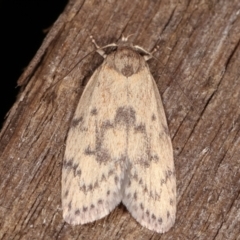 Heliocausta undescribed species (A Concealer moth (Wingia group)) at Melba, ACT - 18 Feb 2021 by kasiaaus