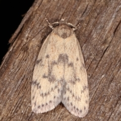 Heliocausta undescribed species (A concealer moth) at Melba, ACT - 18 Feb 2021 by kasiaaus