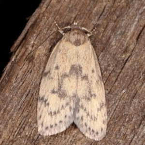 Heliocausta undescribed species at Melba, ACT - 18 Feb 2021