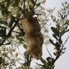 Mantidae (family) (Egg case of praying mantis) at Mongarlowe River - 19 Feb 2021 by LisaH