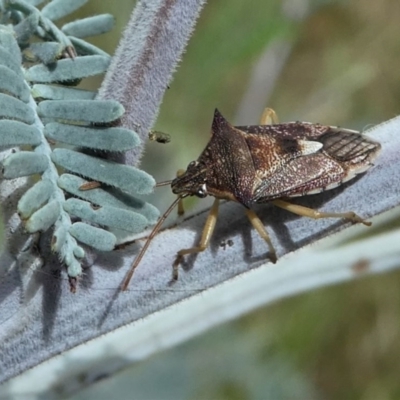Oechalia schellenbergii (Spined Predatory Shield Bug) at Forde, ACT - 14 Feb 2021 by HarveyPerkins