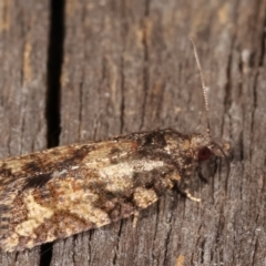 Thrincophora impletana at Melba, ACT - 18 Feb 2021