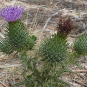 Cirsium vulgare at Forde, ACT - 14 Feb 2021 11:53 AM