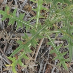 Cirsium vulgare at Forde, ACT - 14 Feb 2021 11:53 AM