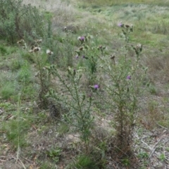 Cirsium vulgare at Forde, ACT - 14 Feb 2021 11:53 AM