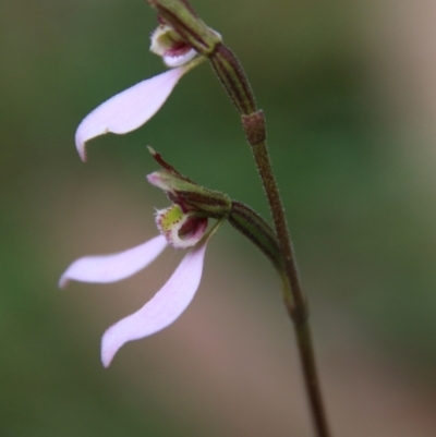 Eriochilus cucullatus (Parson's Bands) at Mongarlowe, NSW - 19 Feb 2021 by LisaH