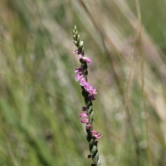 Spiranthes australis (Austral Ladies Tresses) at Forde, ACT - 17 Jan 2021 by HarveyPerkins