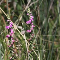 Spiranthes australis at Forde, ACT - 17 Jan 2021