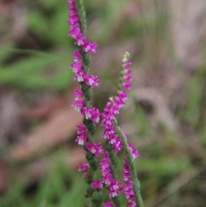 Spiranthes australis at Mongarlowe, NSW - suppressed