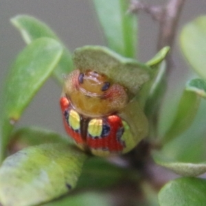 Paropsisterna nobilitata at Mongarlowe, NSW - suppressed