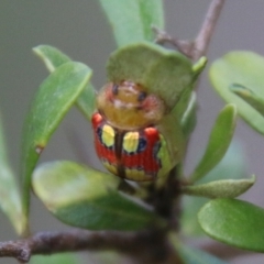 Paropsisterna nobilitata at Mongarlowe, NSW - suppressed