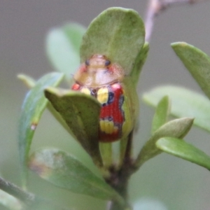 Paropsisterna nobilitata at Mongarlowe, NSW - suppressed