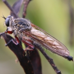 Zosteria sp. (genus) at Mongarlowe, NSW - suppressed